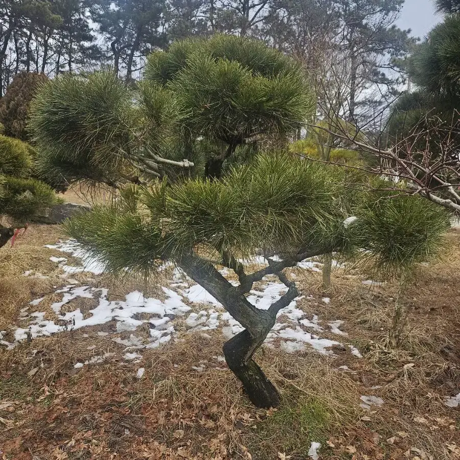 소나무 적반송 조경수 판매