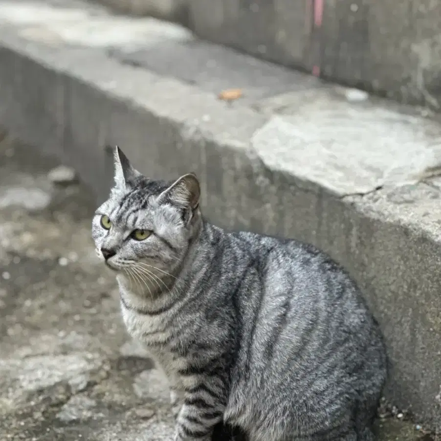 새끼 고양이 데려가실 분