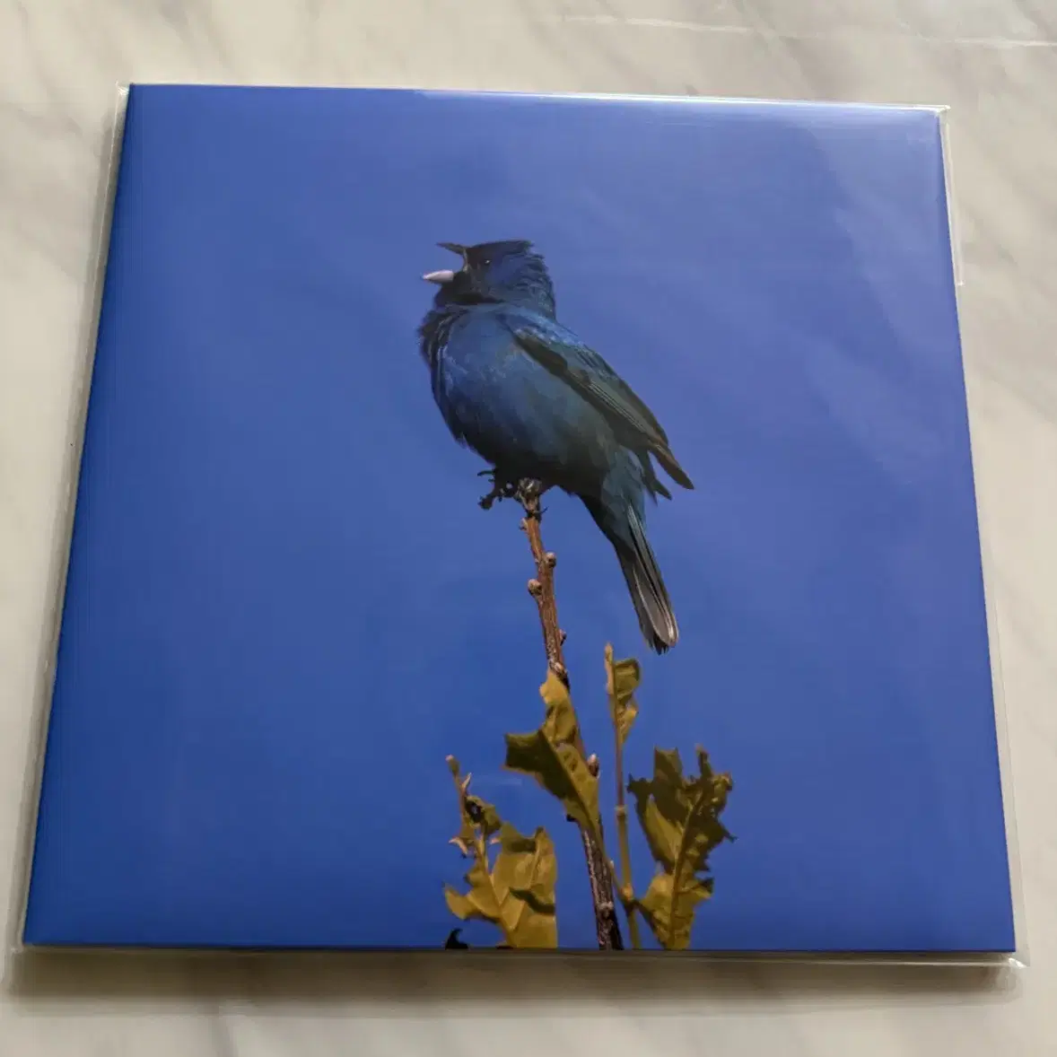 윤지영 미개봉 lp 양도 파랑새 bluebird