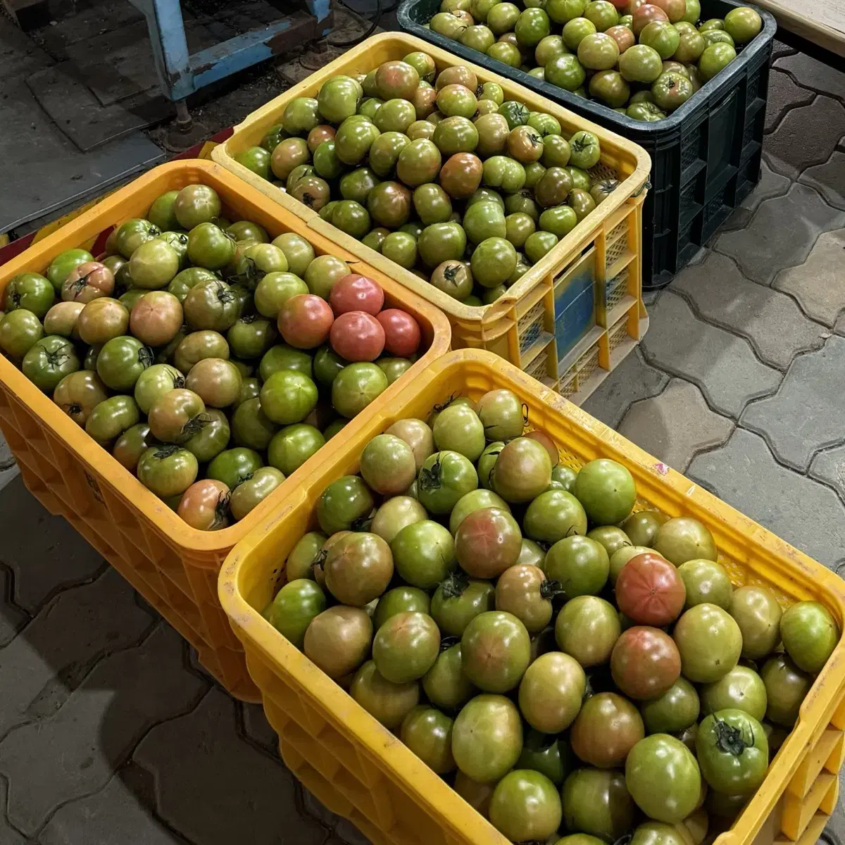 짭짤이토마토 2.5kg 판매합니다