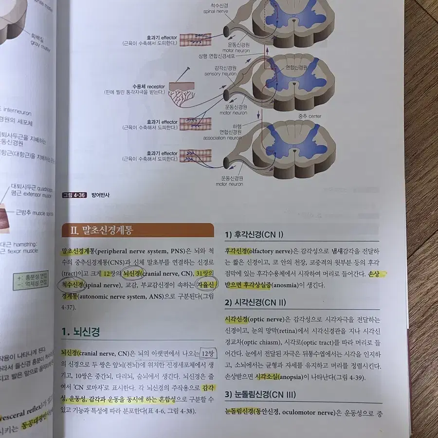 수문사 생리학 개정 2판