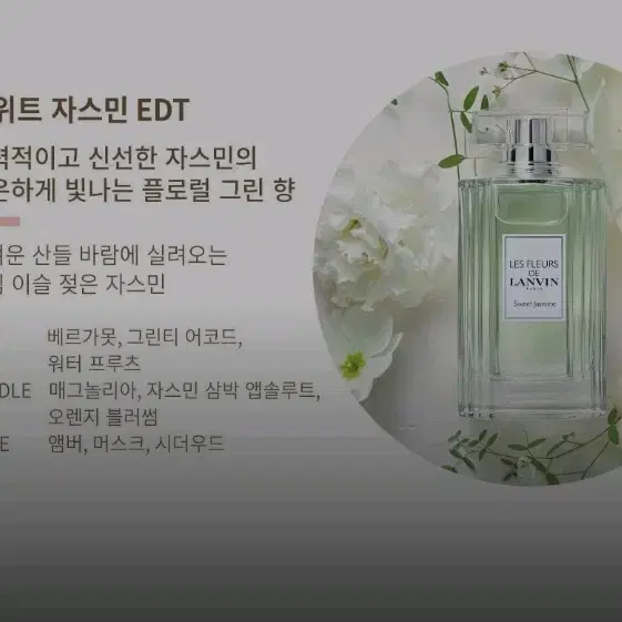 발렌타인데이 랑방 스위트 자스민50ml +하와인안 초코렛