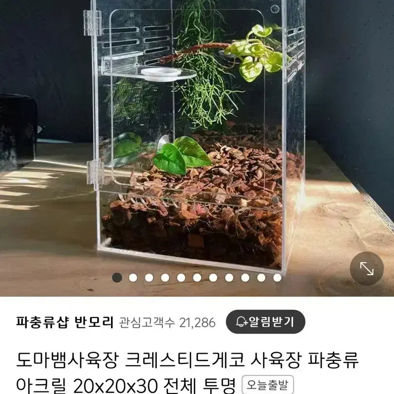 크레스티드게코 도마뱀 사육장/용품 팝니다