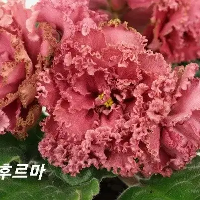 러시아바이올렛 AB후르마(제라늄 X)