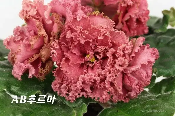 러시아바이올렛 AB후르마(제라늄 X)