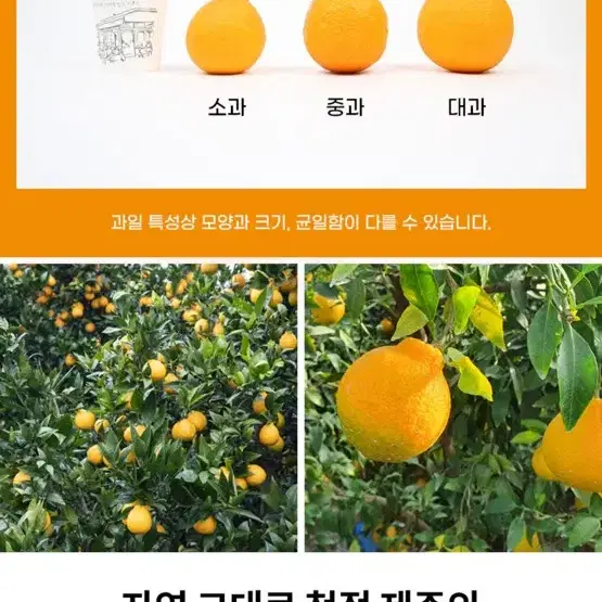 (제주직송) 새콤달콤 한라봉 4kg  ( 중소~중대 혼합 )