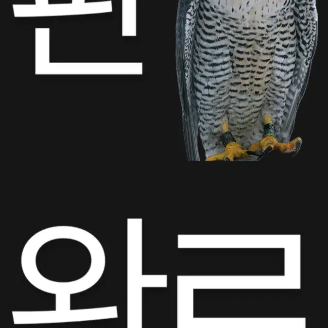 크릿디 메탈블루 (s) 판매/대차 임시글