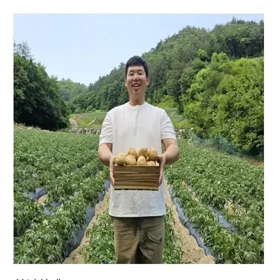 강원도 햇감자 5kg 농장 직판 무료배송