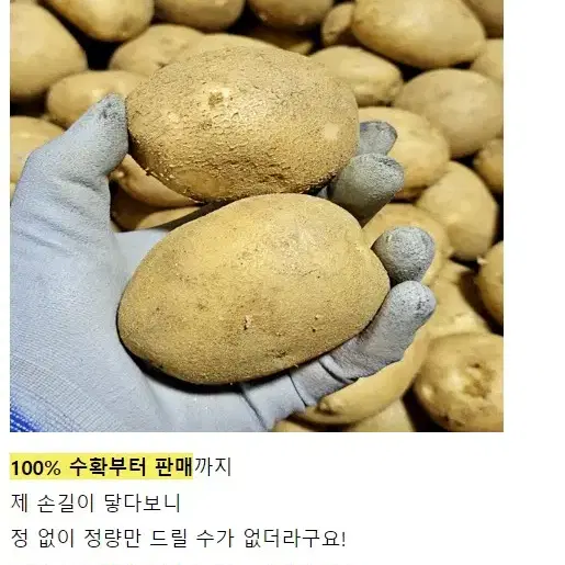 강원도 햇감자 5kg 농장 직판 무료배송