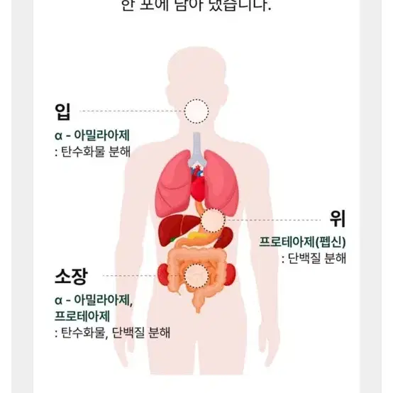 카무트효소 / 탄수화물많이먹는분들 분해효소 다이어트 디톡스!!