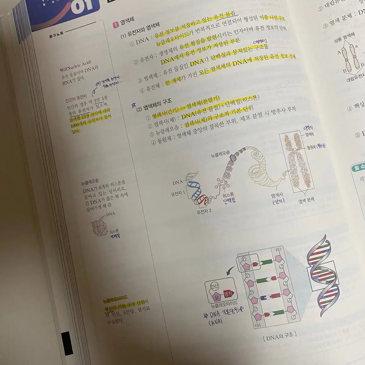 백호 섬개완