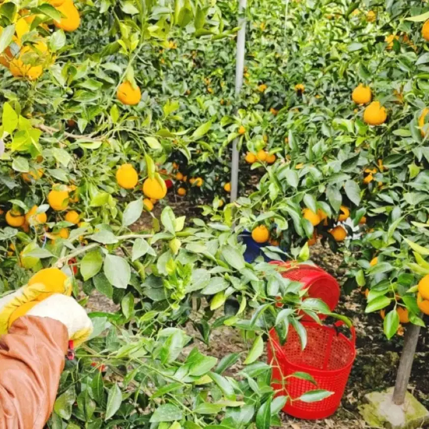 제주도 한라봉 가정용 소과 (70과내외) 10kg