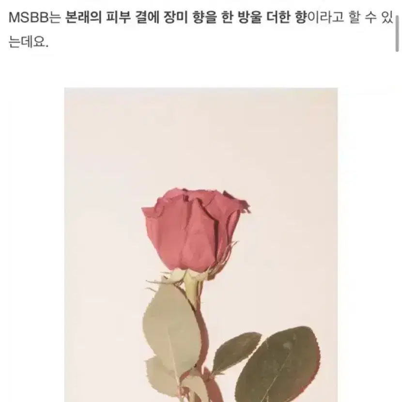 유일!! 텀블벅 니어바이 테라콜라피 MSBB 살 냄새 향수