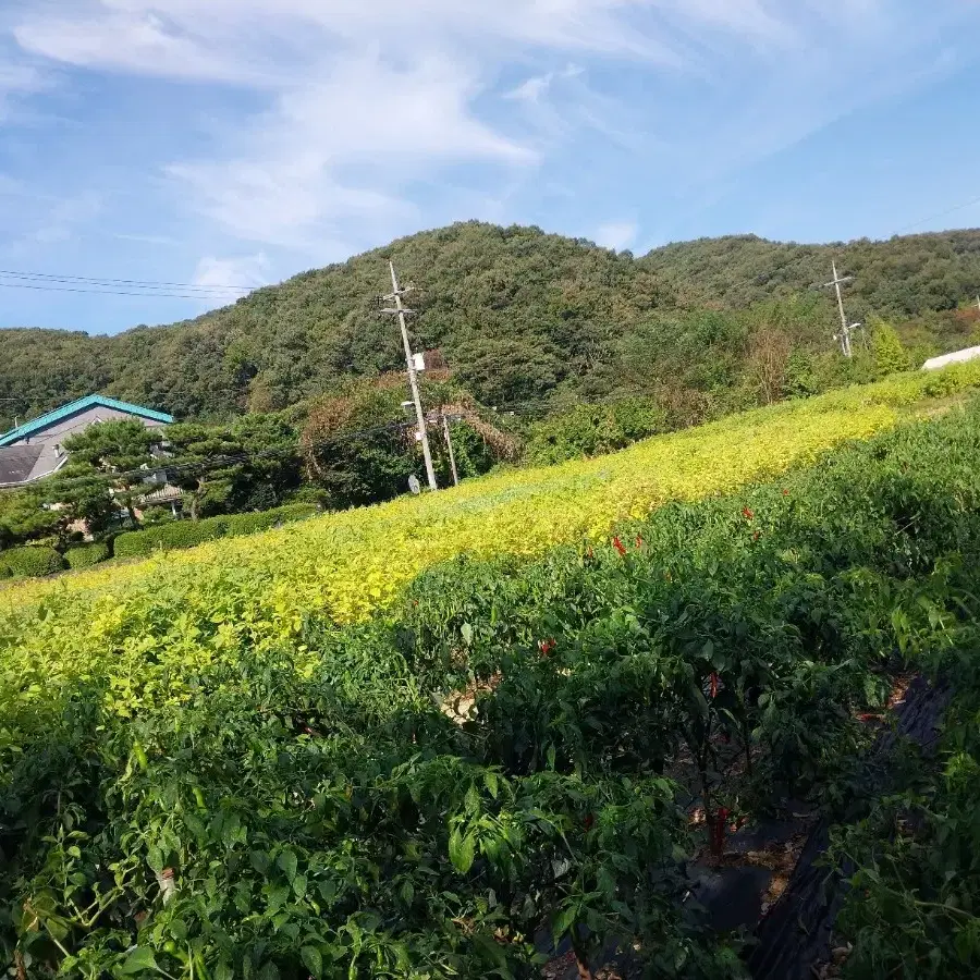 유기농메주