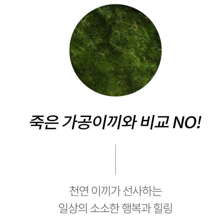 천연 이끼액자 공기정화 감성 인테리어 실내 습도조절 오늘의집 집꾸미기