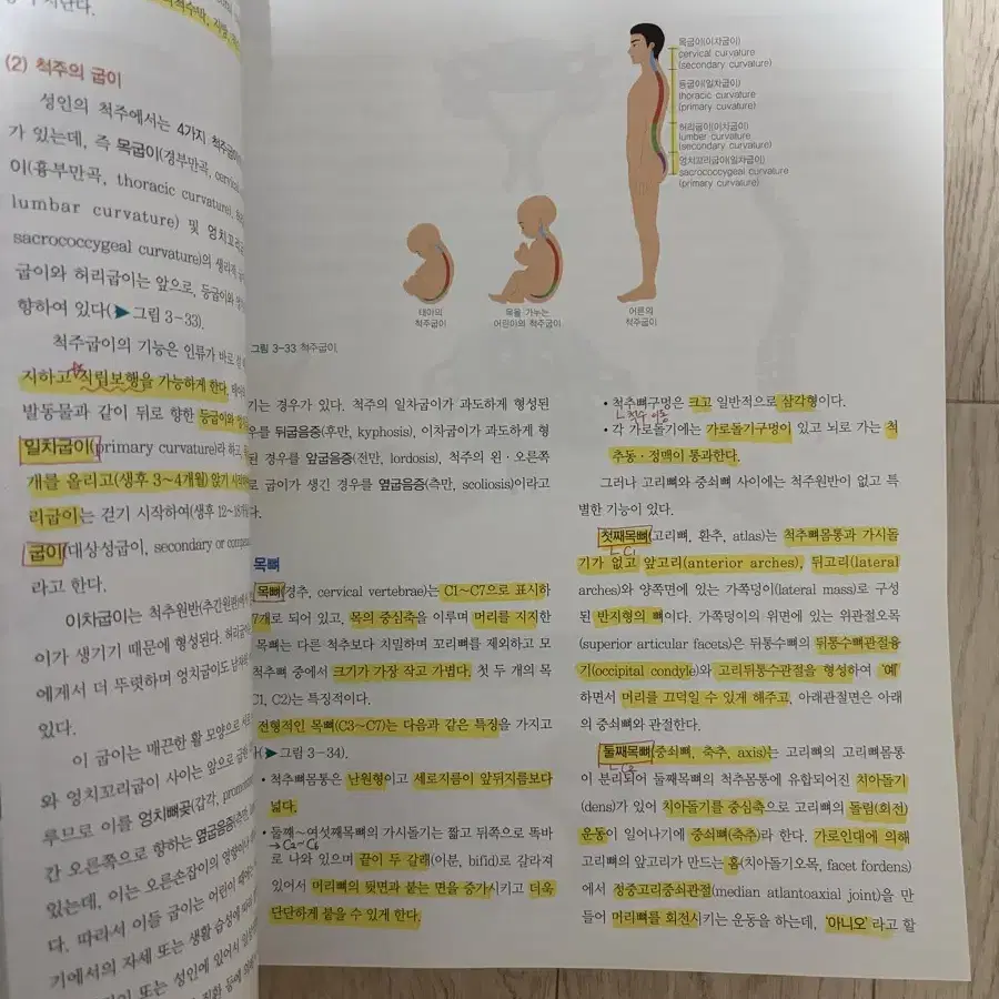 인체해부학 수문사