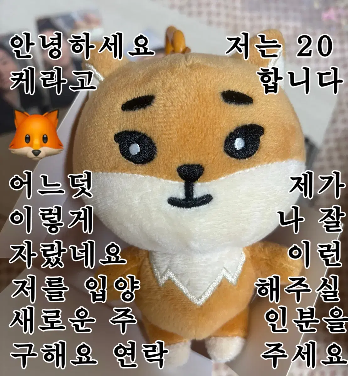 데이식스 데니멀즈 20케 (박스o) 선물콘 영케이 포카 일괄