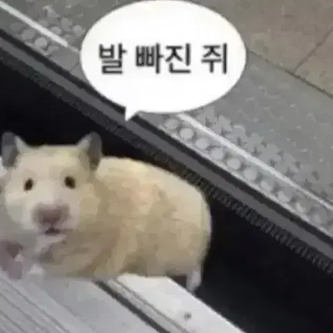 포스센스티브 나일론 봄버