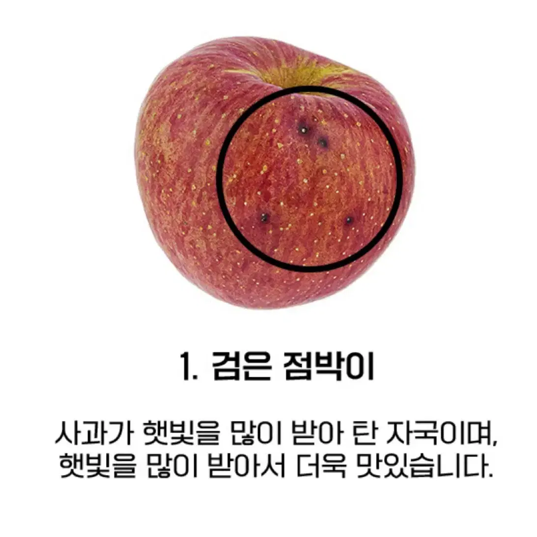 부사 햇사과 가정용 10kg (30-35과) 13브릭내외