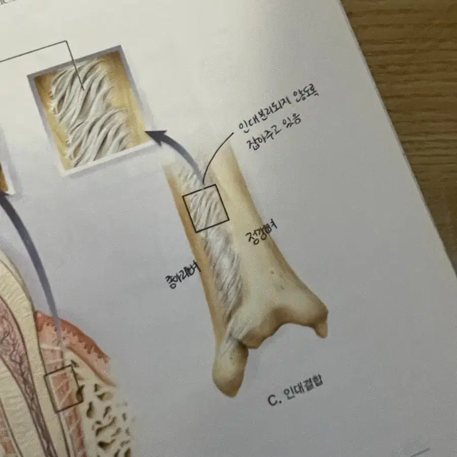 해부학