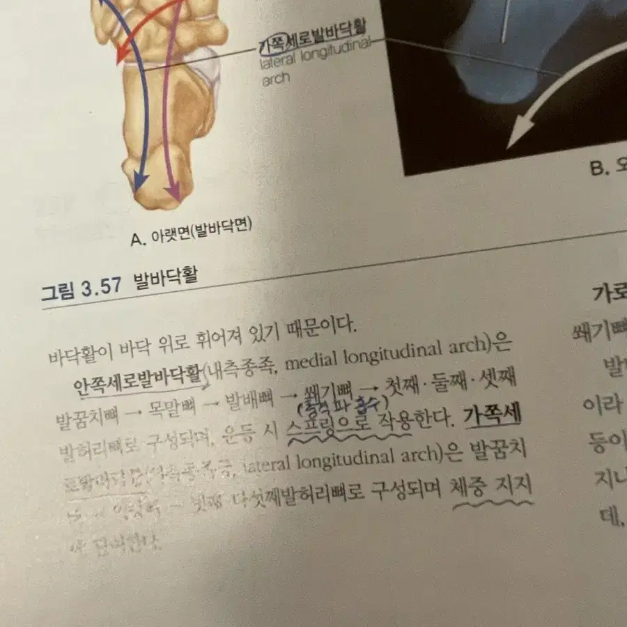 해부학