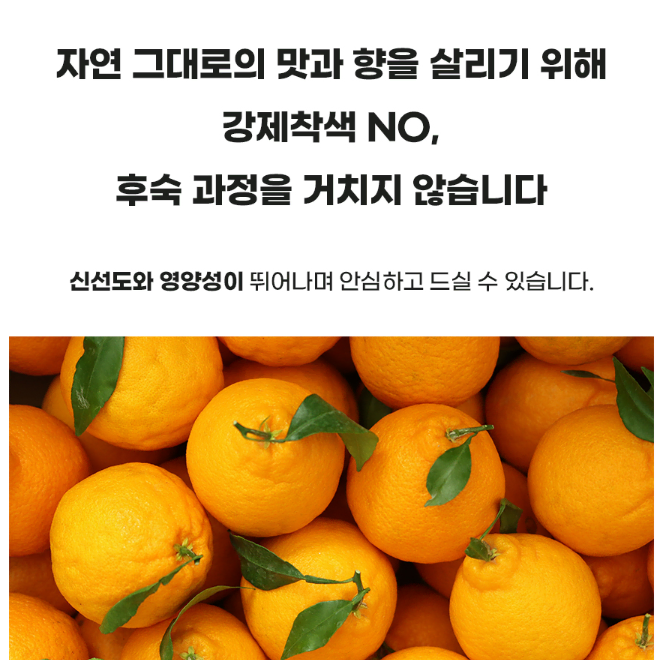 제주 겨울과일 고당도 한라본 가정용 2kg