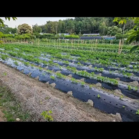 24년 참깨