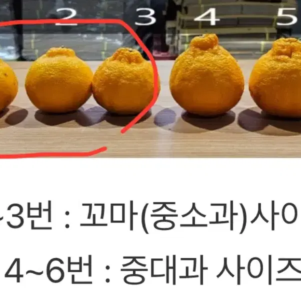 제주직송 한라봉 소과 10kg