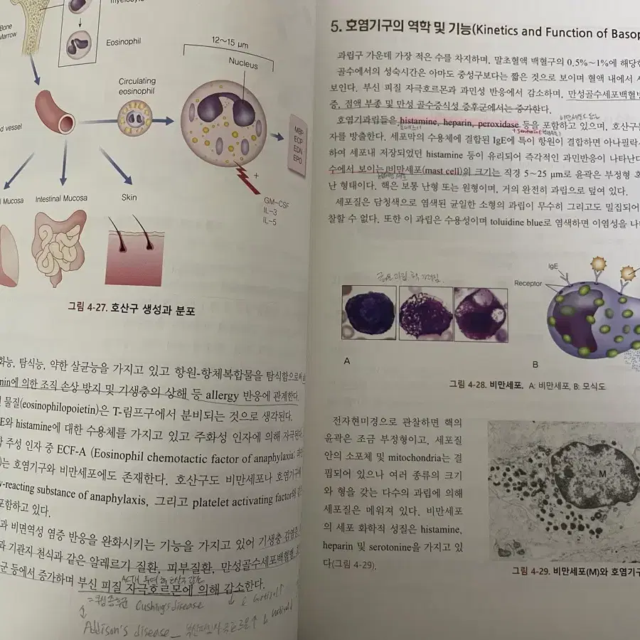 고려의학 임상혈액학 3판