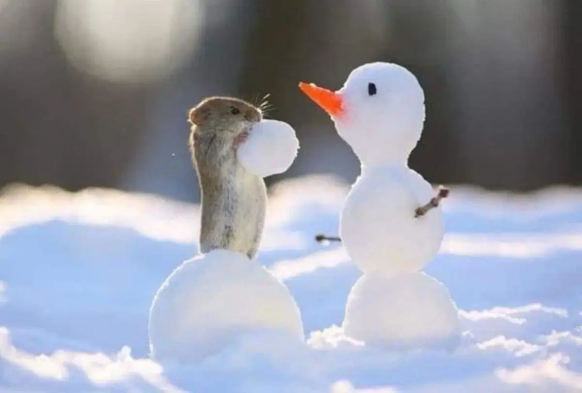 에스파 인형 젤냥이 카토끼 직냥이 판매