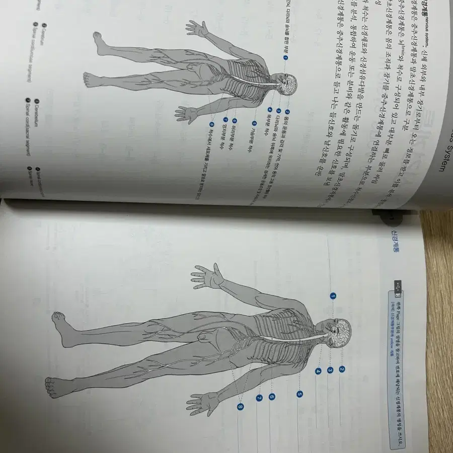 해부학 컬러링 노트