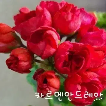 카르멘안드레아 제라늄