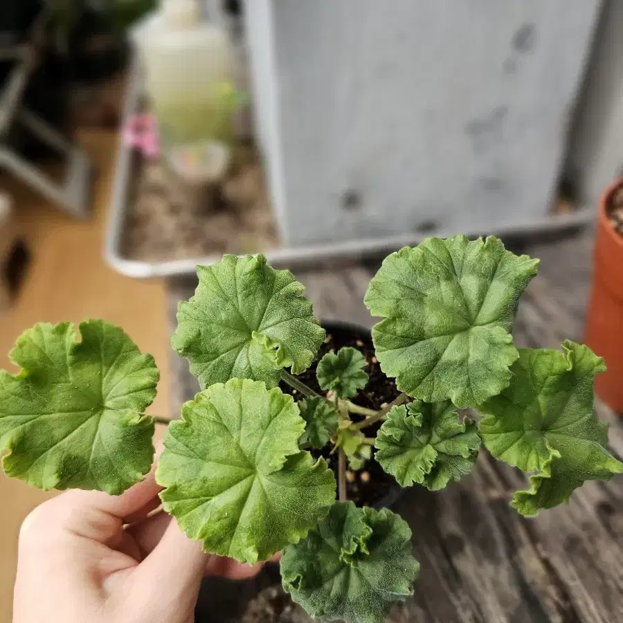 이리올 마담조야 러시아 제라늄