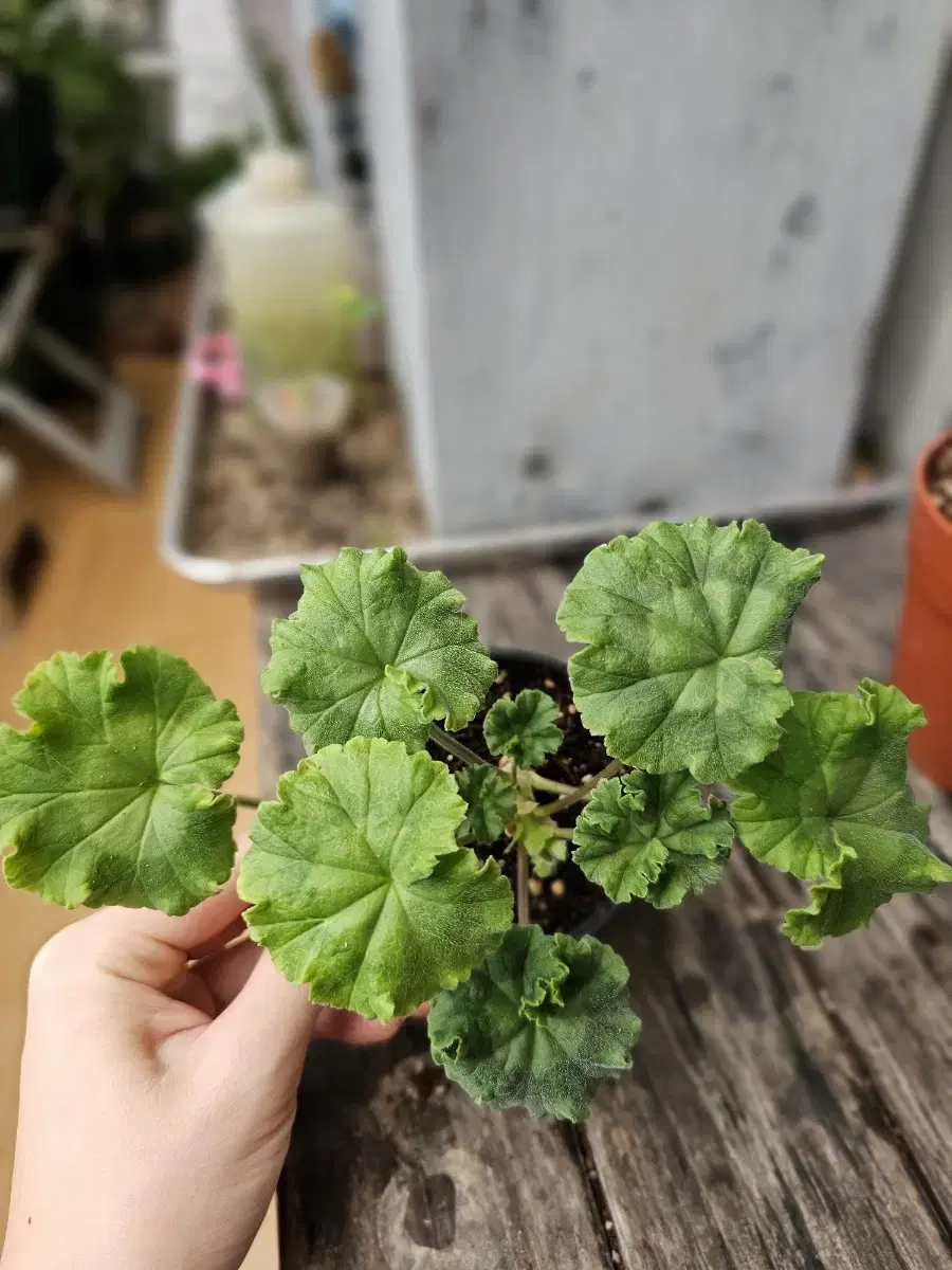 이리올 마담조야 러시아 제라늄