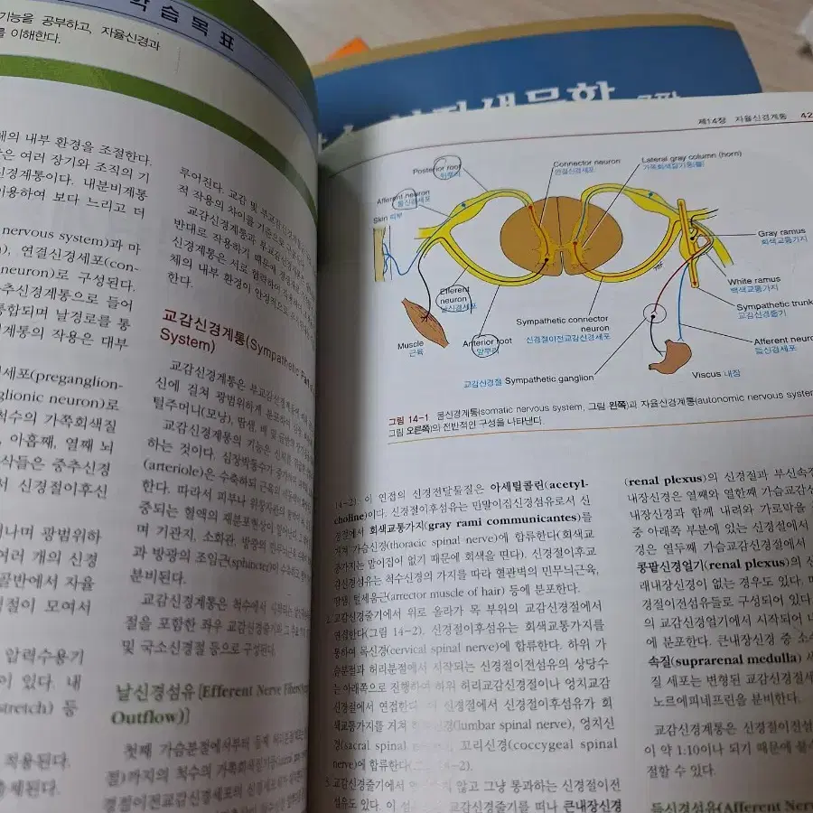 스넬 임상신경해부학