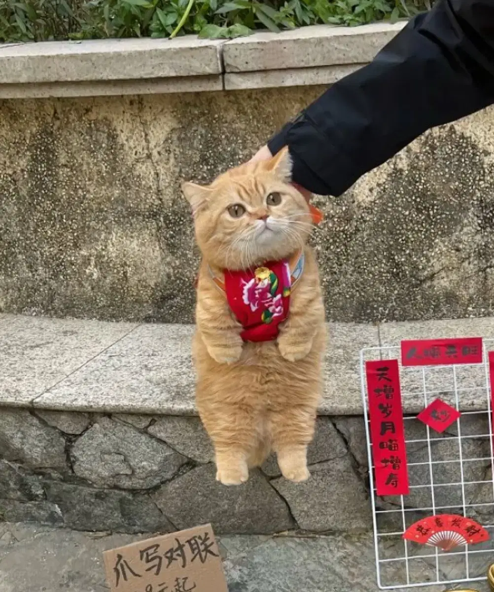 젤리캣 토끼 버니