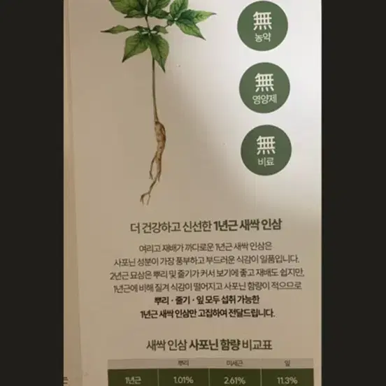 새싹인삼 수경재배