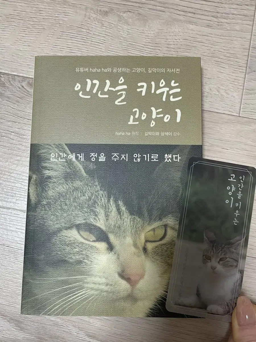 인간을 키우는 고양이