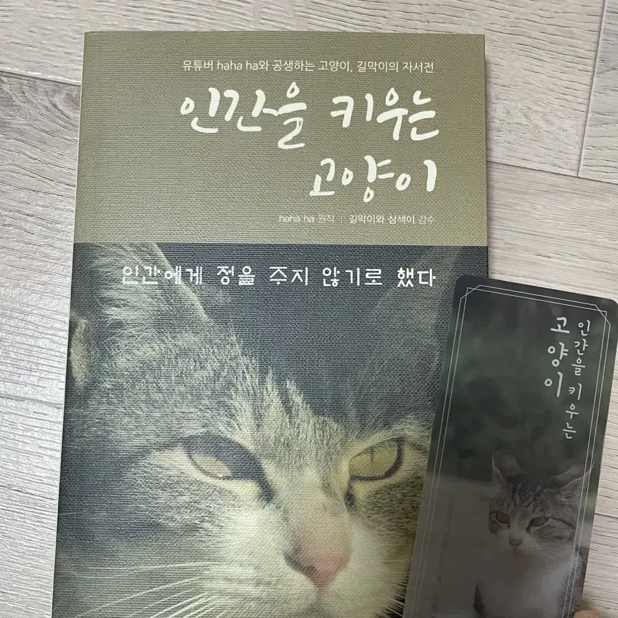 인간을 키우는 고양이