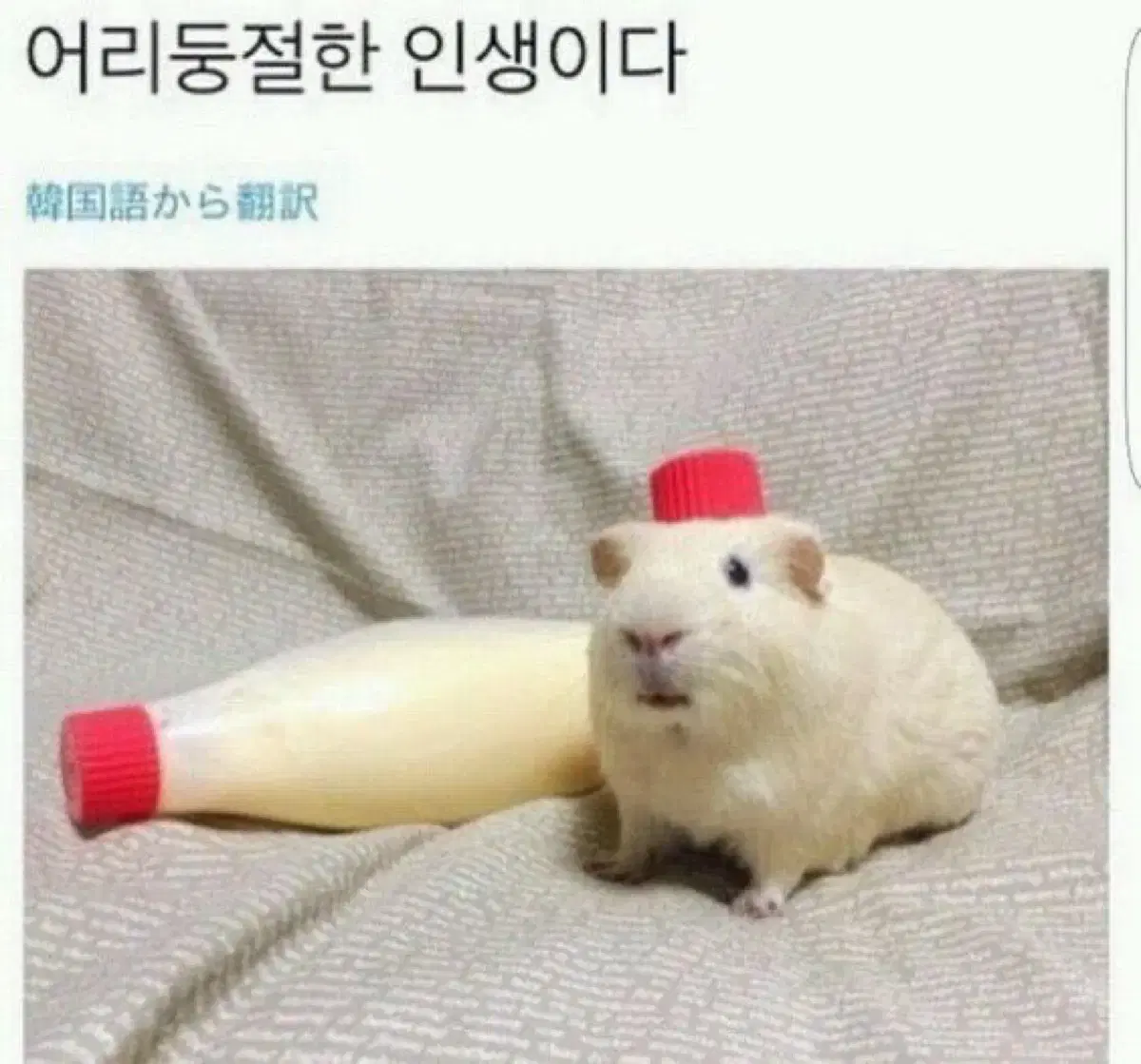 이누야샤 오스와리 2탄 가챠 금강 키쿄우 피규어