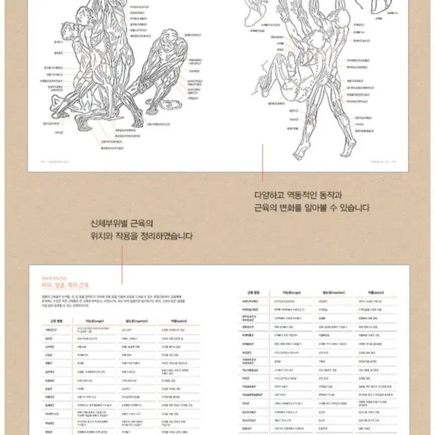 미술해부학과 드로잉