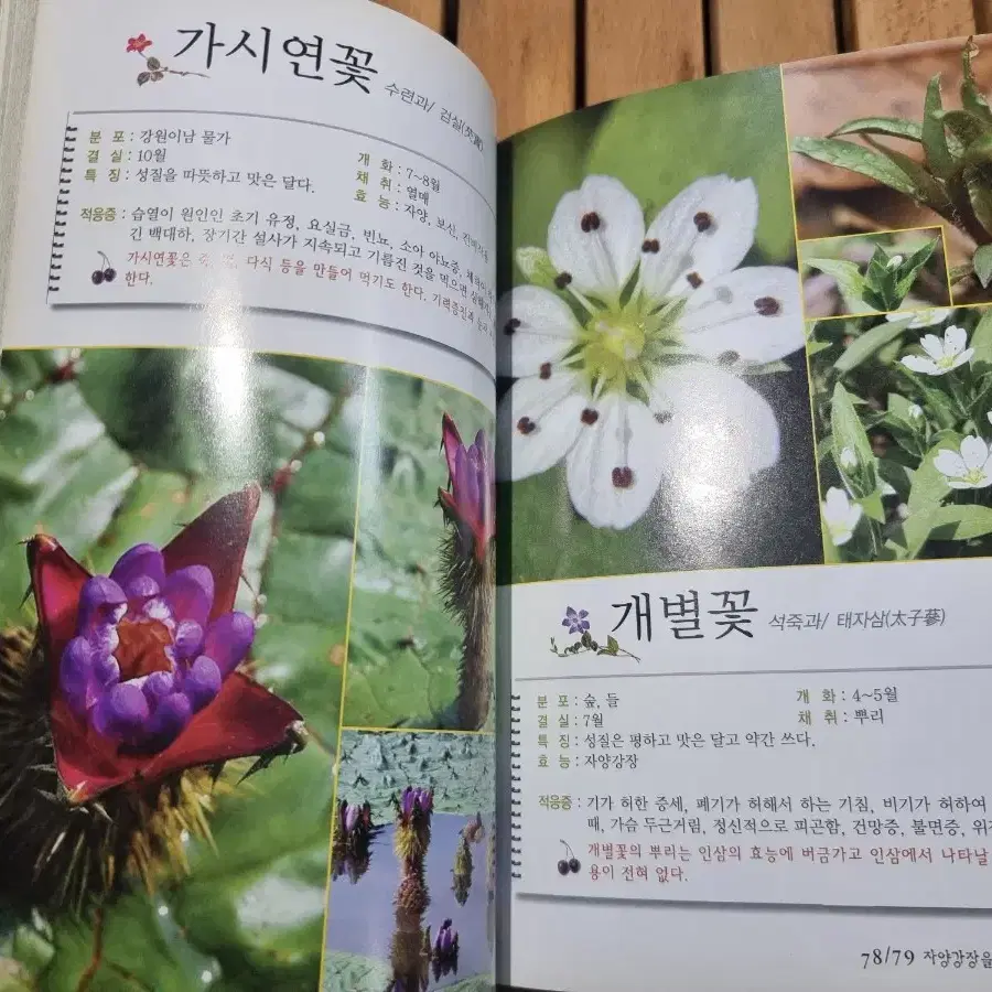 약이되는 산야초 300