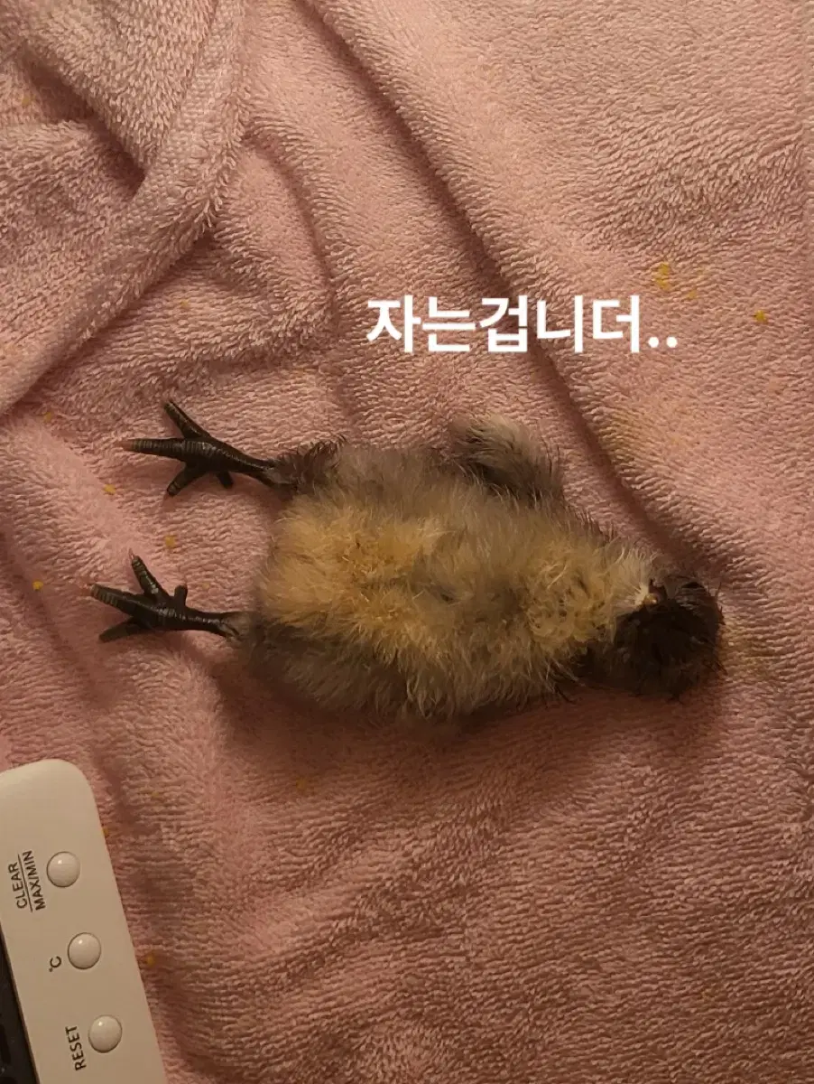 가정용 알콤미니 조류부화기