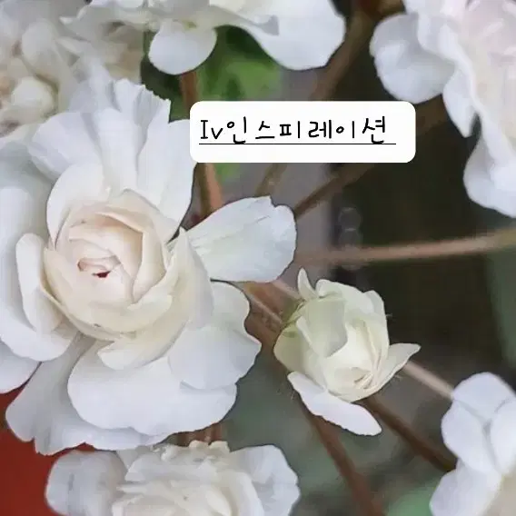 IV인스피레이션러시아제라늄