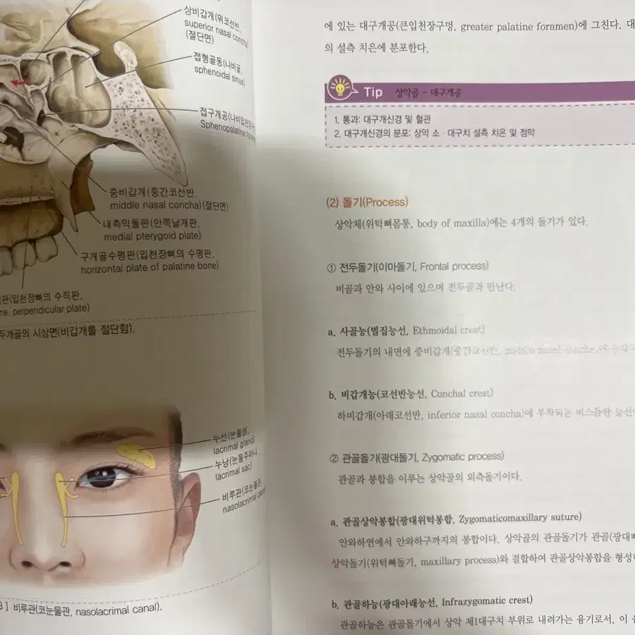 제2판 최신구강해부학 배송비포함