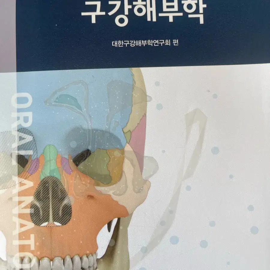 구강해부학