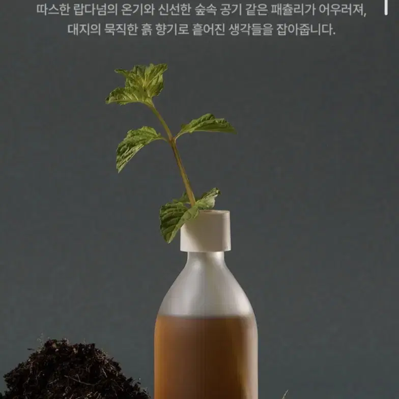 아로마티카 디퓨저세트 + 세라믹 페탈 디퓨저 세트