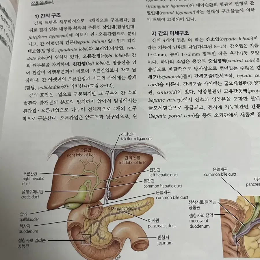 해부생리학 [치위생]