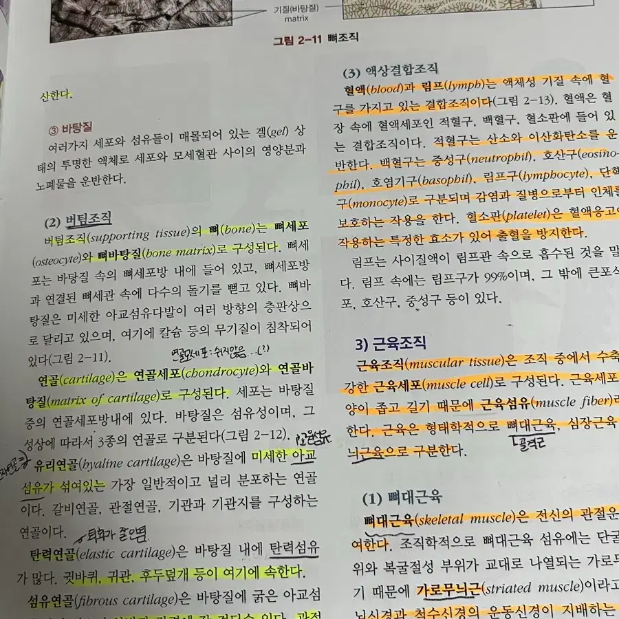 해부생리학 [치위생]