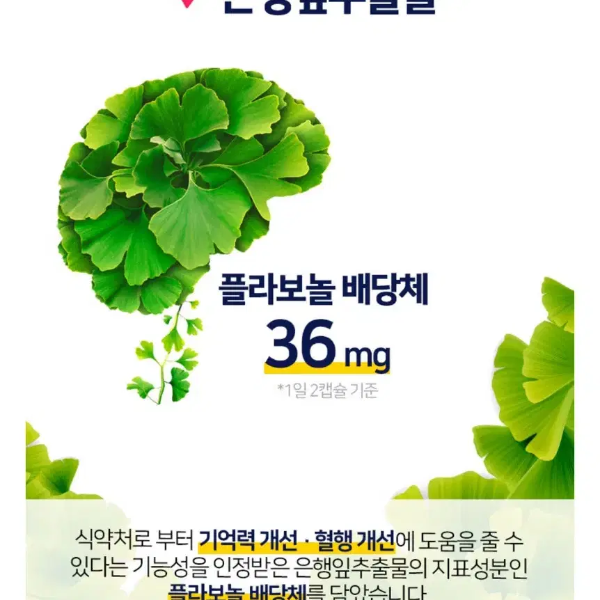 원가 19만원! 리얼메디온 포스파티딜세린+ 징코 8개월분 뇌영양제